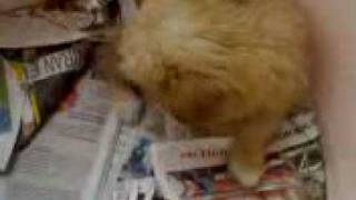 Norfolk Terrier barking puppy 2 months old [upl. by Cannice82]