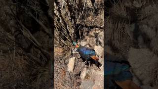 Lophophorus  डॉंफे  National Bird Of Nepal  Sagarmatha pangboche everestbasecamptrek nepal [upl. by Arutnev747]