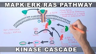 MAPKERK Signaling Pathway [upl. by Algernon]