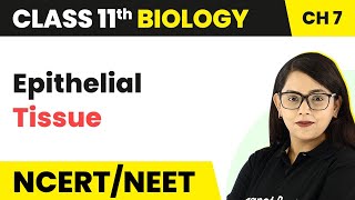 Epithelial Tissue Class 11  Structural Organisation in Animals  Class 11 Biology [upl. by Nileuqcaj]