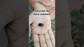 Plucking mulberry fruit ytshortsindia gardening mulberrytree 10kfamily [upl. by Imnubulo258]