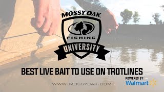 Best Live Bait To Use On A Trotline  Mossy Oak University [upl. by Htebasile142]