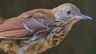 Thorston the Brown Thrasher takes a short break from foraging in the leaves [upl. by Melodie]