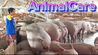 Video of pigs and daily laying [upl. by Briano416]