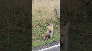 Beautiful Vixen Red Fox wildlife fox yellowstonenationalpark [upl. by Ibrab]