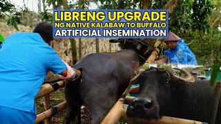 Libreng Upgrade ng Native Kalabaw to Buffalo Artificial Insemination [upl. by Eciral359]