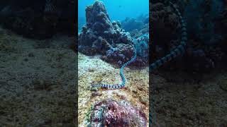 Sea Krait The most venomous snake in the ocean on the hunt scubadiving ocean underwaterlife [upl. by Elden]