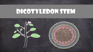 Dicot Stem Structure and Function  Plant Biology [upl. by Olracnaig368]