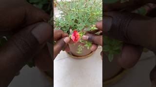 Trying Cross Pollination of Purslane Flowers 🌸😳 shorts gardening youtubeshorts purslane [upl. by Bibbie]