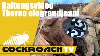 Haltungsvideo Therea olegrandjeani Fragezeichenschabe [upl. by Domph]