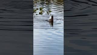 Canada Goose nature naturelovers goose canadagoose shorts [upl. by Yrrok]