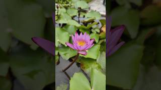 Lotus  lovely nature  save nature [upl. by Eceirtal724]