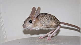 My pet Jerboa [upl. by Fiertz]