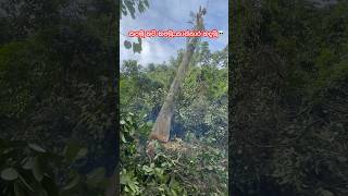 එක මිටට කාන්තාර හදමු ☠️srilanka shorts shortsvideo nppcolombostockexchange save treessri [upl. by Engelhart]