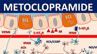 Metoclopramide Reglan  Mechanism precautions side effects amp uses [upl. by Muhan]