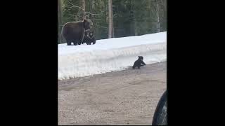 Mother bear trying to protect her Cubs🐻 shortvideo shorts bear [upl. by Koslo404]