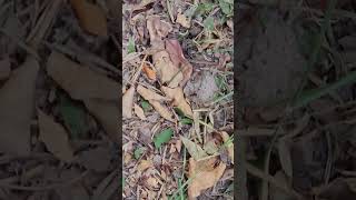 leaf cutter ants [upl. by Brandon574]