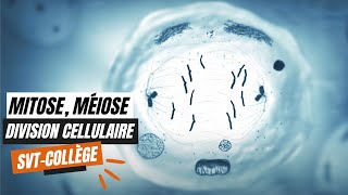 La mitose la méiose et les divisions cellulaires  SVT Collège [upl. by Cannice876]