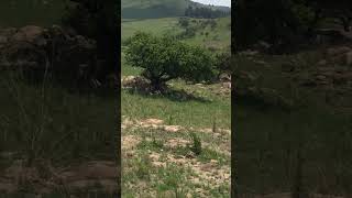 Waterbuck sitting by a tree [upl. by Golding]