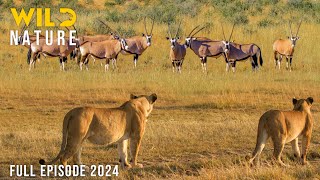 WILD NAMIBIA  The Struggle for Survival in the Vast Desert  Animal documentary [upl. by Muffin]