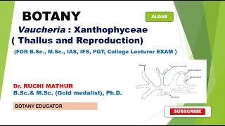 Vaucheria  BSc I year MSc Botany [upl. by Ayt]