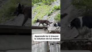 Si on veut rendre notre chien malin et débrouillard il ne faut pas les assister tout le temps [upl. by Ardnassac]