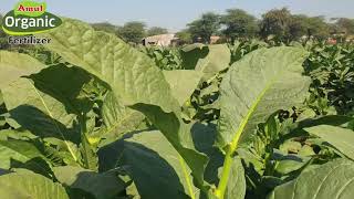 તમાકુ ની ઓર્ગેનિક ખેતી तंबाकू की जैविक खेती tamuka ni organik kheti Organic Tobacco Farming [upl. by Hughes]