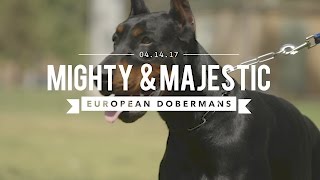 THE EUROPEAN DOBERMAN PINSCHER MIGHTY amp MAJESTIC [upl. by Carli]