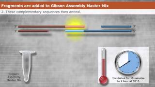 Introduction to Gibson Assembly [upl. by Amora28]