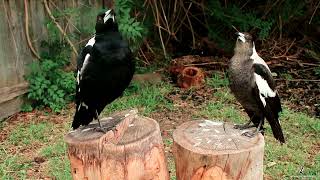 R2D2 amp Tiny Tim the Australian Magpies Sing a Duet [upl. by Mccomb]