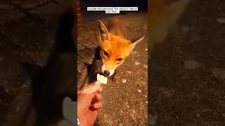 Couple resque the fox🦊fox foxrescue animals foxlove wildlife rescue foxlife foxfamily shots [upl. by Perseus]