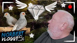 FLIEGENDE DIAMANTEN  NORBERT VLOGGT  Zoo Zajac [upl. by Kama]