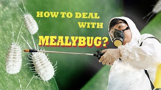 How To Get Rid Of Mealybug  From Our Experience [upl. by Vod]