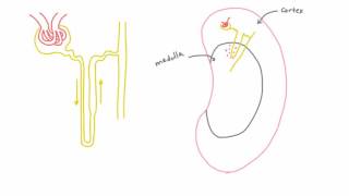 Cortical vs Juxtamedullary Nephrons in the Kidney [upl. by Lavicrep511]