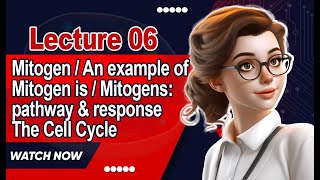 Mitogen  An example of mitogen is  Mitogens pathway amp response  The Cell Cycle  Lecture 6 [upl. by Adnocahs]