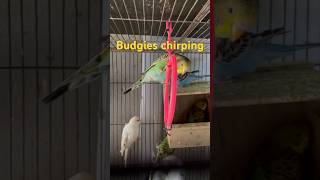 Budgies chirping viralvideo birds shorts [upl. by Butch]