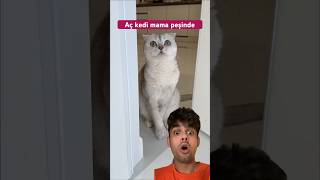 Aç kedi mama peşinde 🐈😳 kedi hikayesi bölüm 2 kediler kedivideoları [upl. by Farrington]