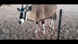 Oryx munching on earlobes  Gondwana Namib Desert Lodge [upl. by Nilad]