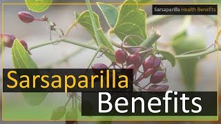 Sarsaparilla health benefits [upl. by Willman]