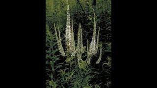 Species at Risk in the Tallgrass Prairie Episode 21 Culvers Root [upl. by Chitkara]