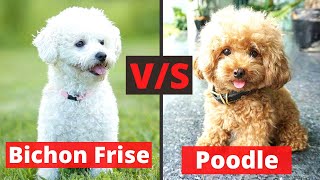 Bichon Frise vs Poodle What are the Differences and Similarities between both these Breeds [upl. by Rettke852]