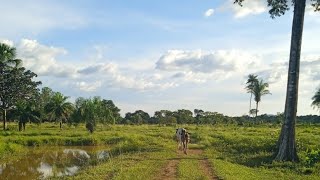 UMA BELA FAZENDA DE ENCHER OS OLHOSNO SUL DO MARANHÃO ZAP 62 982128176 [upl. by Elok975]