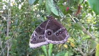 Butterfly Journey at Chester Zoo [upl. by Monda]