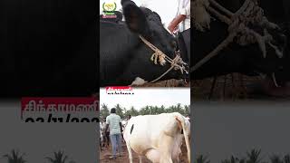 Chintamani cow market vivasayaarvalargal shorts [upl. by Isis827]