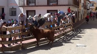 Atentos al Nuevo Recorrido Albares Encierro por las Calles 15  06  2024 GuadaEncierros [upl. by Macguiness600]