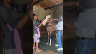 Rept shortsfeed horse stallion punjabimusic horselover stalliongroup automobile newsong hor [upl. by Latini]