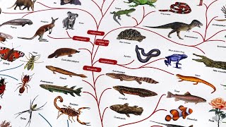 Phylogenetics amp Cladistics [upl. by Nevag]