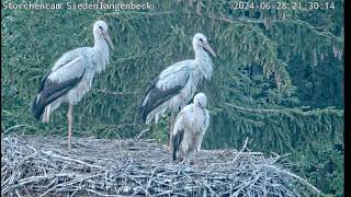 Livestream  Storchennest in Siedenlangenbeck [upl. by Noryb]