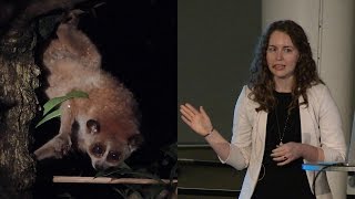 The Search for Slow Lorises  AMNH SciCafe [upl. by Anirroc732]