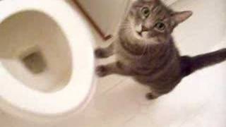 cat who likes to watch the toilet flush [upl. by Nailimixam]